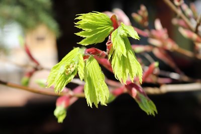 Acer shirasawanum 'Aureum' - javor shirasavanský - jarní pučení